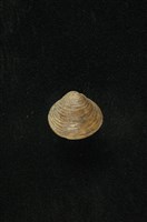藏品(臺灣蜆)的圖片